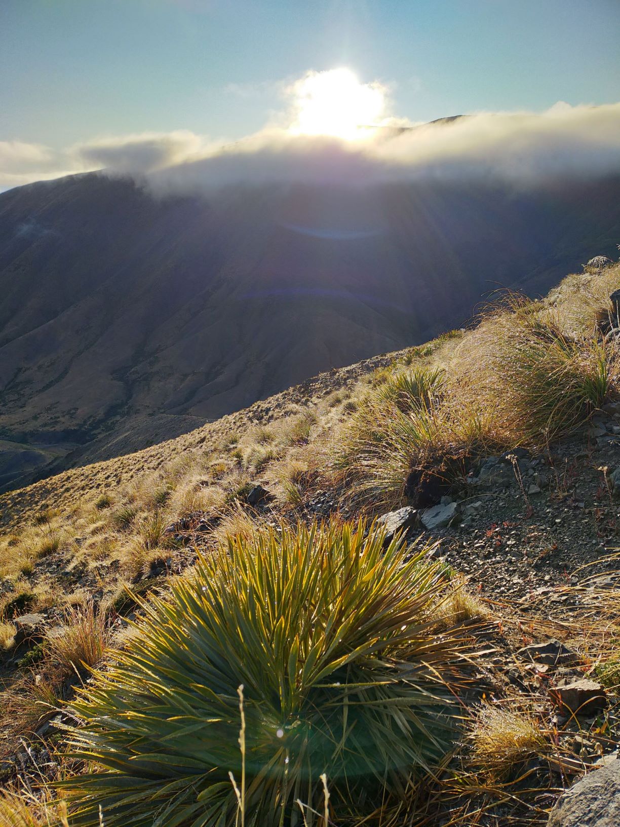 Name:  Molesworth early morning - resized.jpg
Views: 533
Size:  904.0 KB