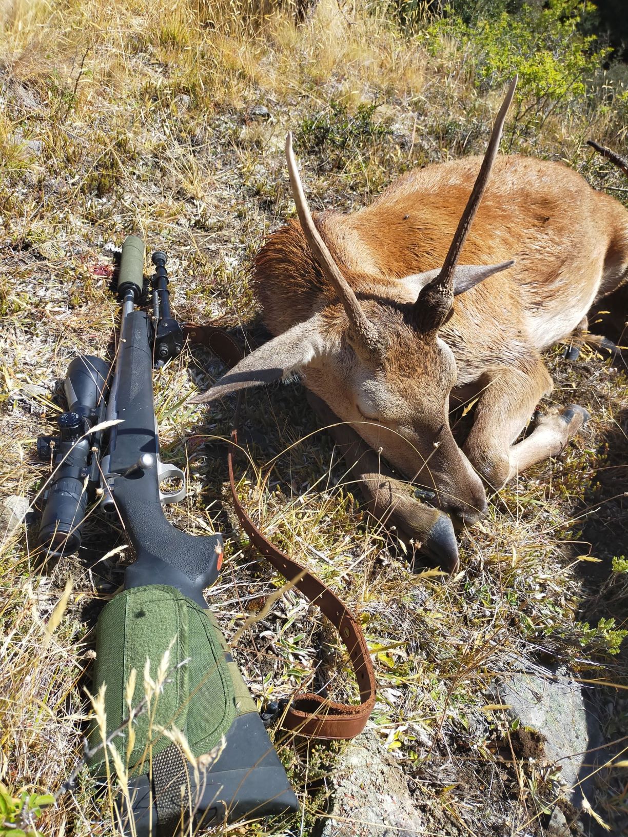 Name:  molesworth - first deer - resized.jpg
Views: 615
Size:  1.36 MB