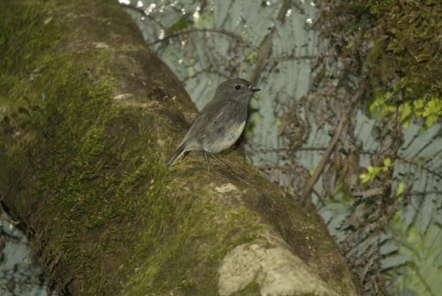 Name:  North Island Robin.jpg
Views: 1187
Size:  90.1 KB