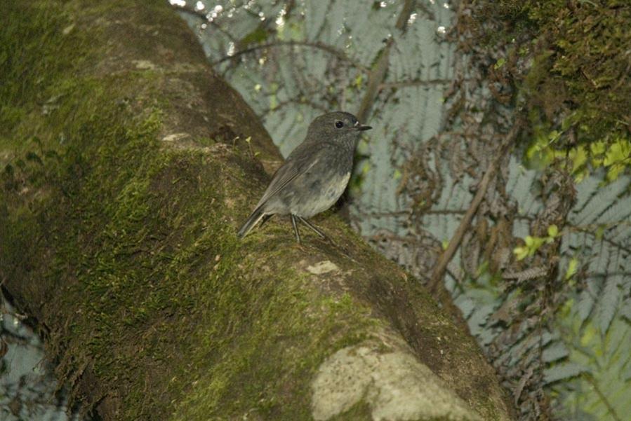 Name:  North Island Robin.jpg
Views: 874
Size:  90.1 KB