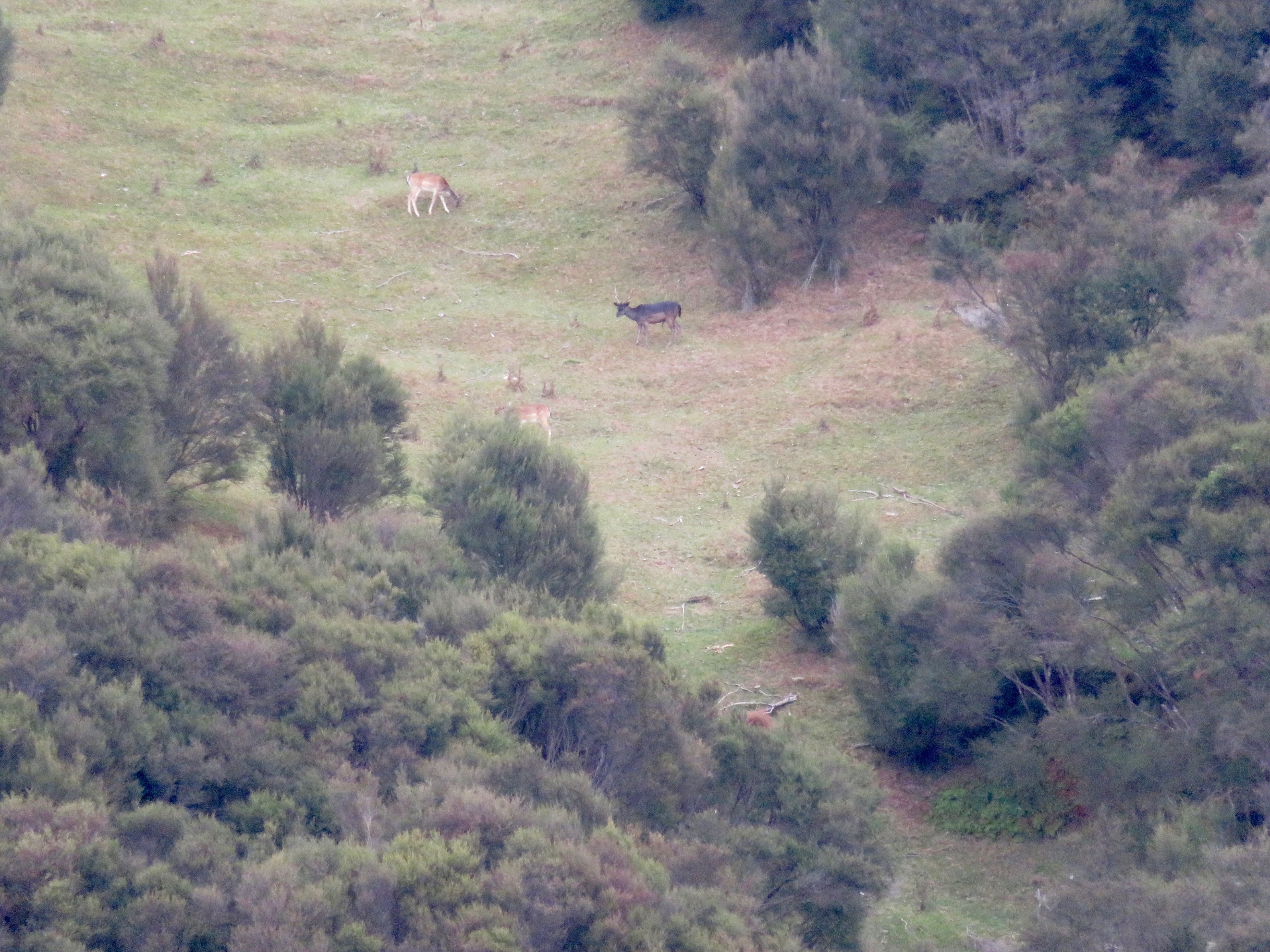 Name:  IMG_1959.jpeg
Views: 362
Size:  5.01 MB