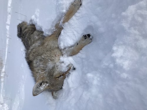 Name:  WY 2019 Coyote.jpg
Views: 649
Size:  33.3 KB