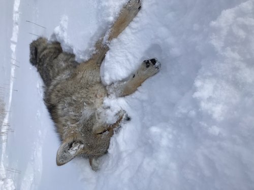 Name:  WY 2019 Coyote.jpg
Views: 686
Size:  33.3 KB