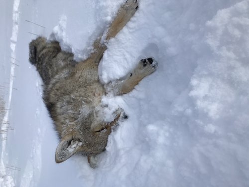 Name:  WY 2019 Coyote.jpg
Views: 650
Size:  33.3 KB