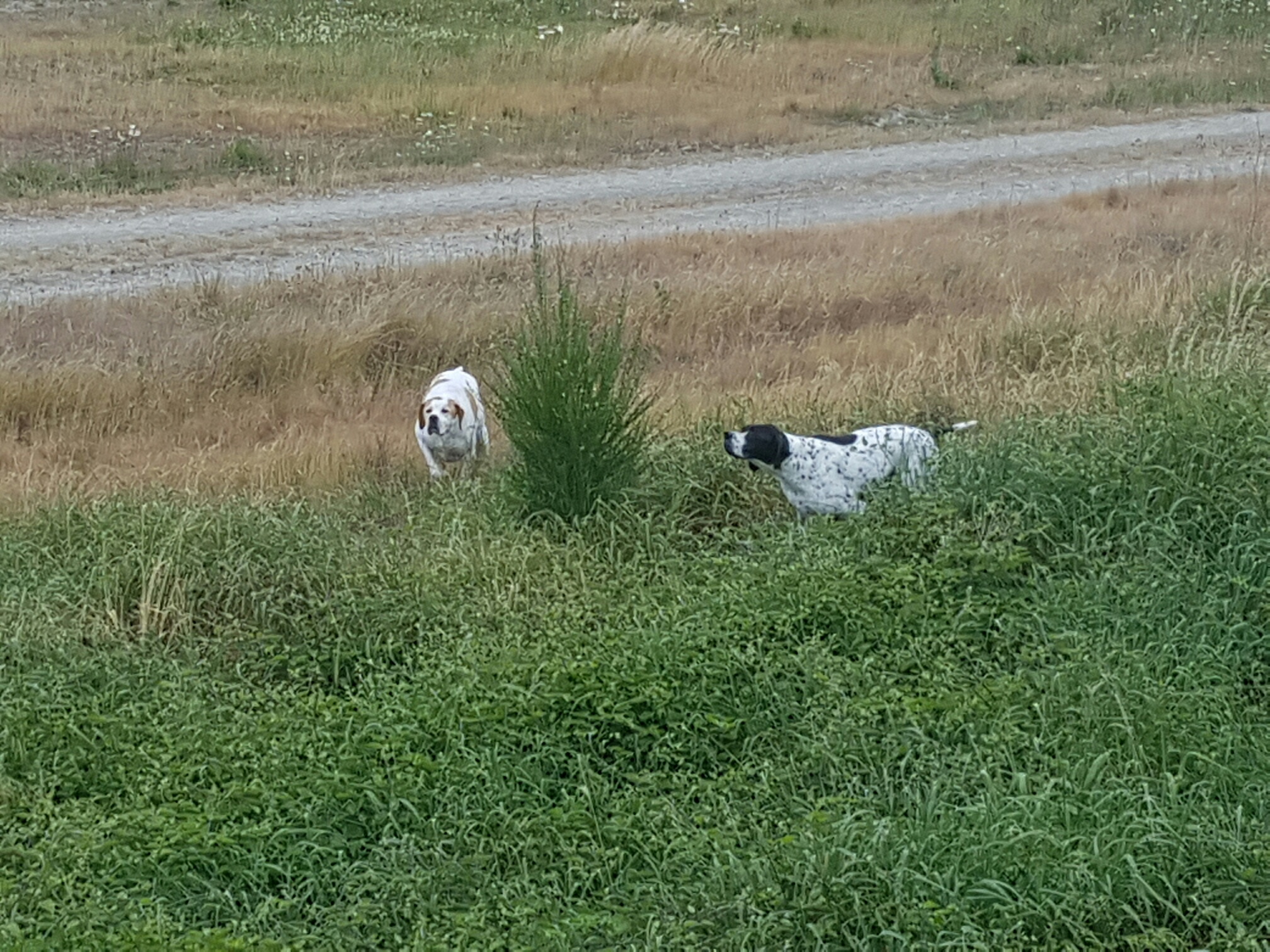 Name:  Pups.jpg
Views: 253
Size:  1.07 MB