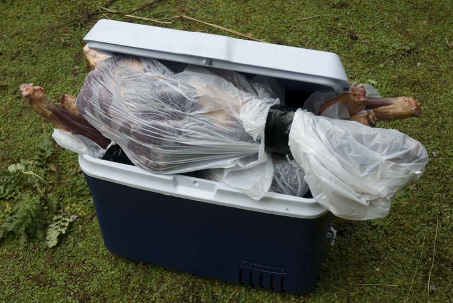 Name:  Veni in chilly bin.jpg
Views: 743
Size:  92.9 KB