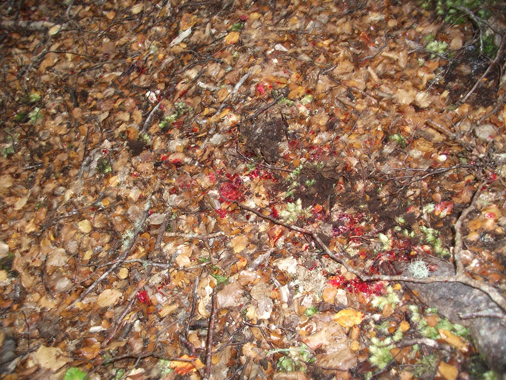 Name:  DSCF1093.JPG
Views: 606
Size:  594.4 KB