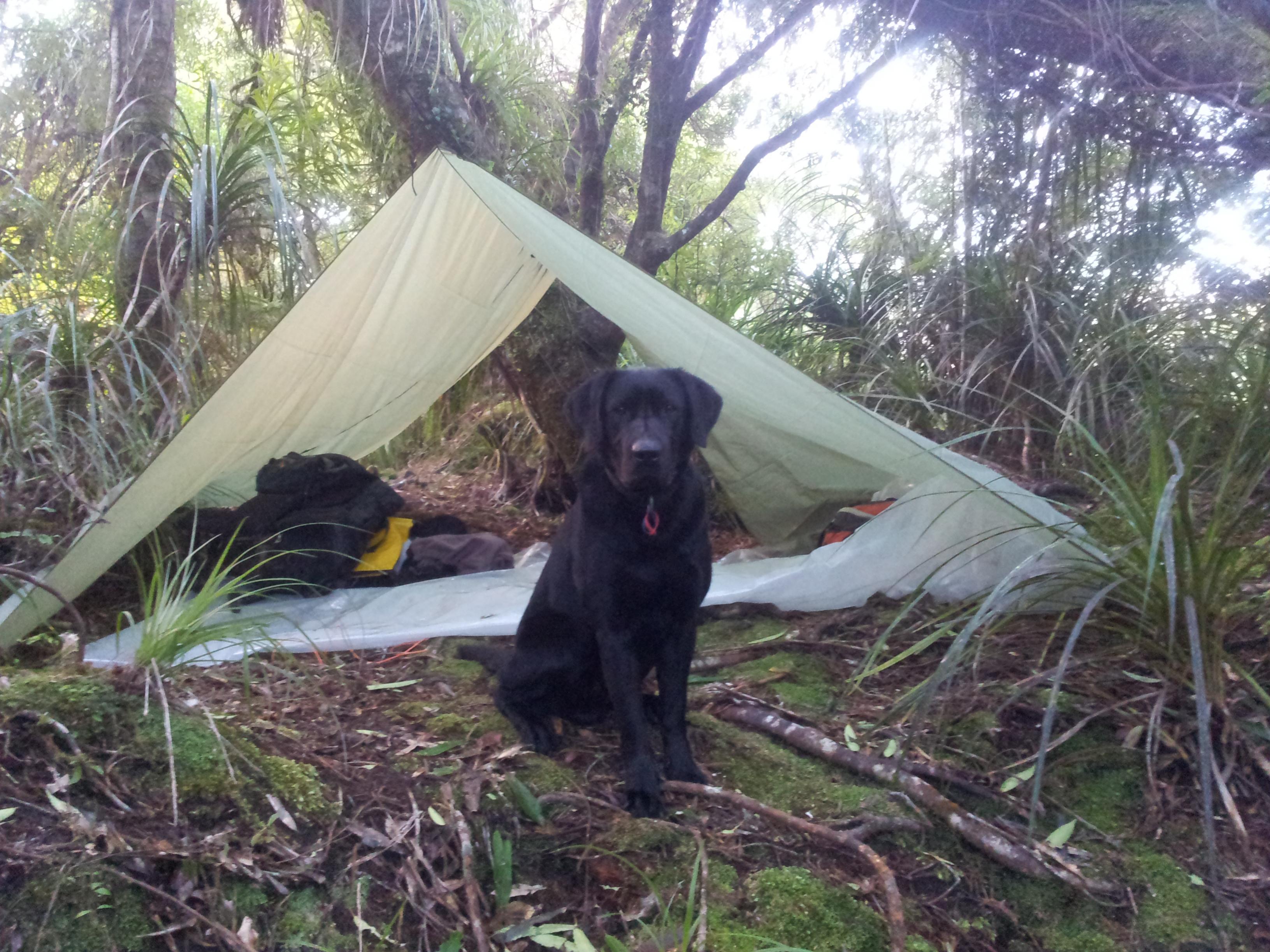 Name:  kaimai dog.jpg
Views: 1039
Size:  891.2 KB