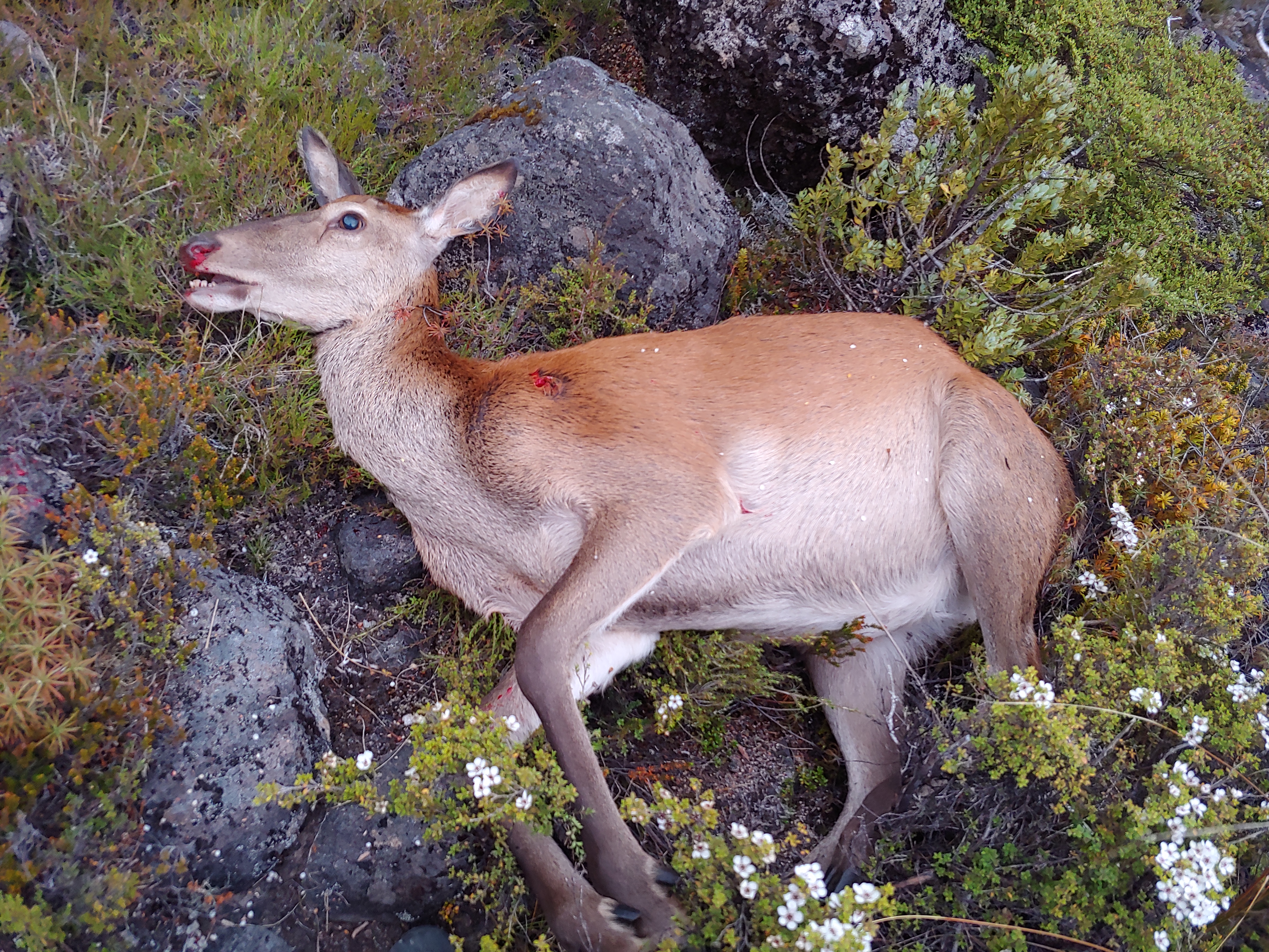 Name:  2020JanRedHind[1].jpg
Views: 671
Size:  8.14 MB