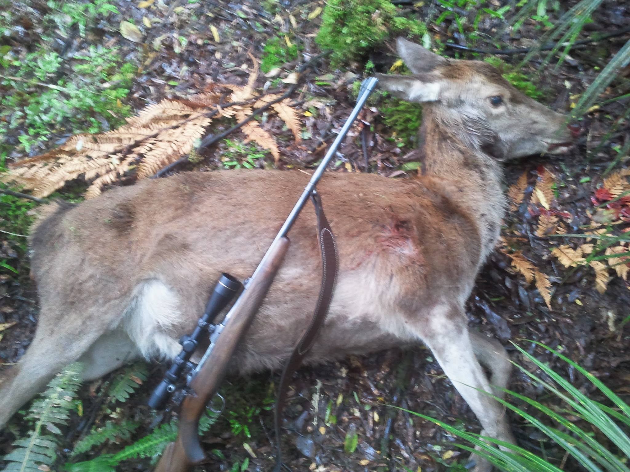 Name:  kaimai2.jpg
Views: 1029
Size:  389.8 KB