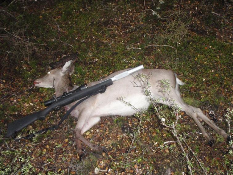 Name:  First Sika.jpg
Views: 354
Size:  99.8 KB
