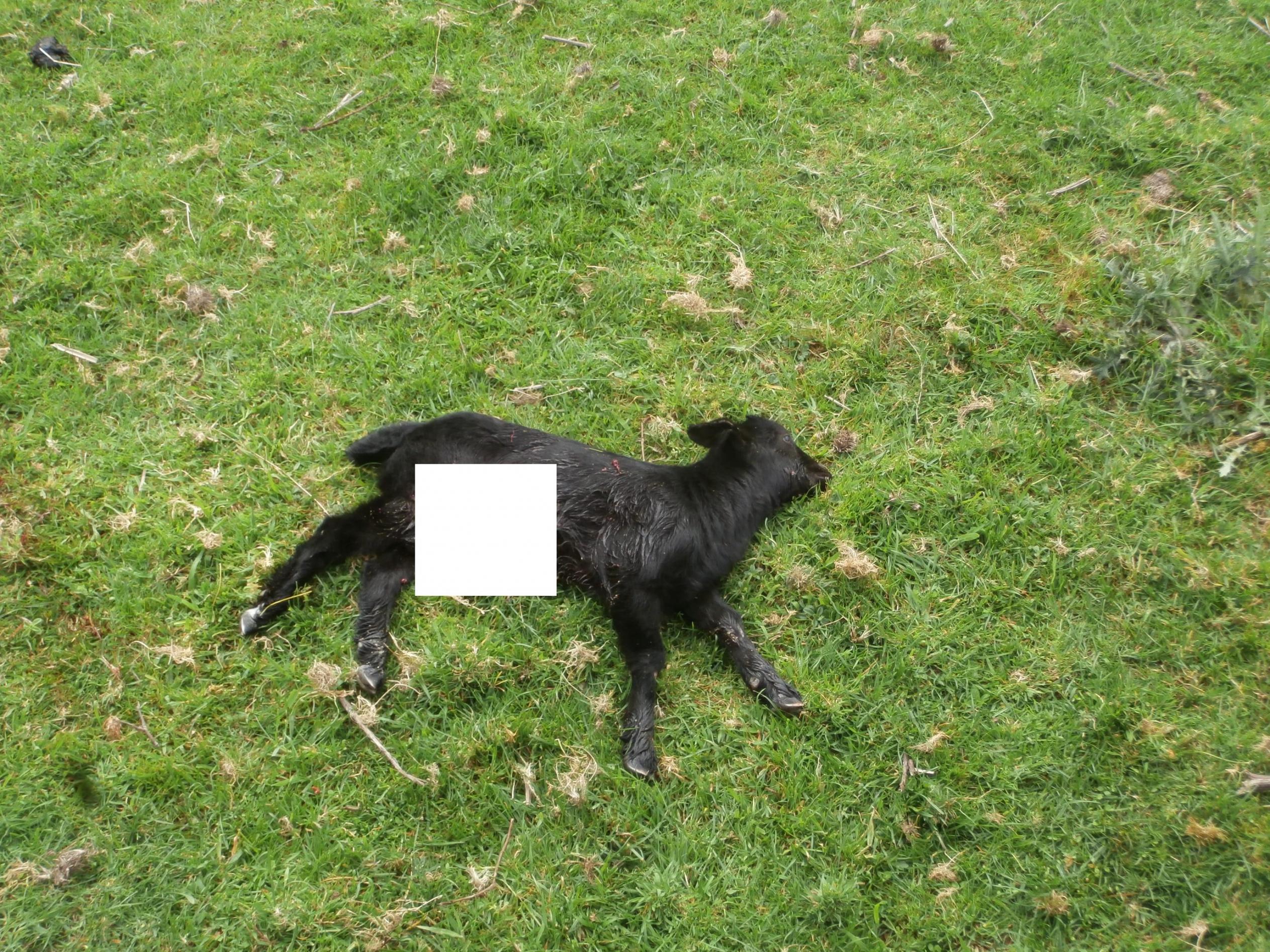 Name:  buddy.jpg
Views: 615
Size:  1,004.8 KB