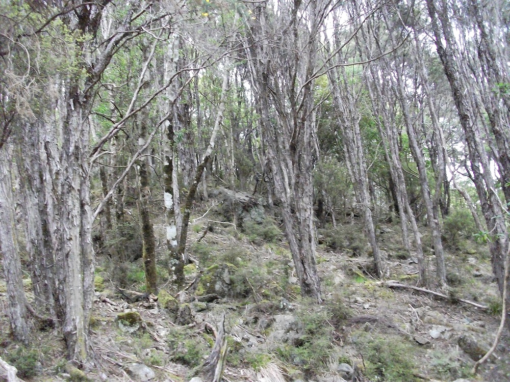 Name:  DSCF1113.JPG
Views: 579
Size:  553.9 KB