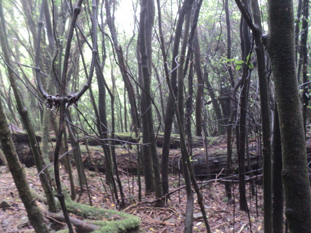 Name:  picture 01 2024.jpg
Views: 657
Size:  162.9 KB