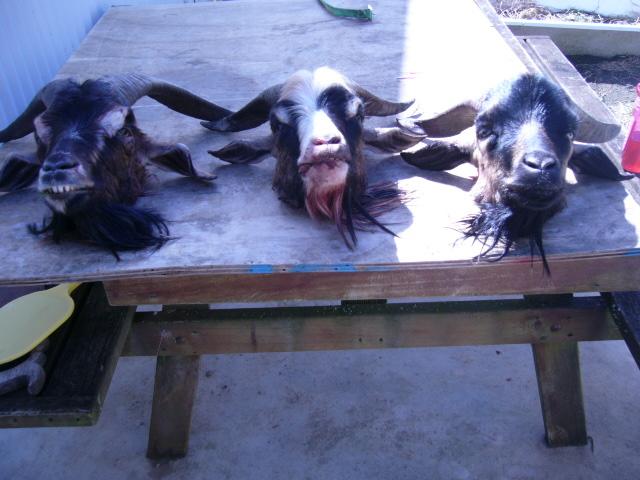Name:  P1030750.JPG
Views: 1642
Size:  149.0 KB