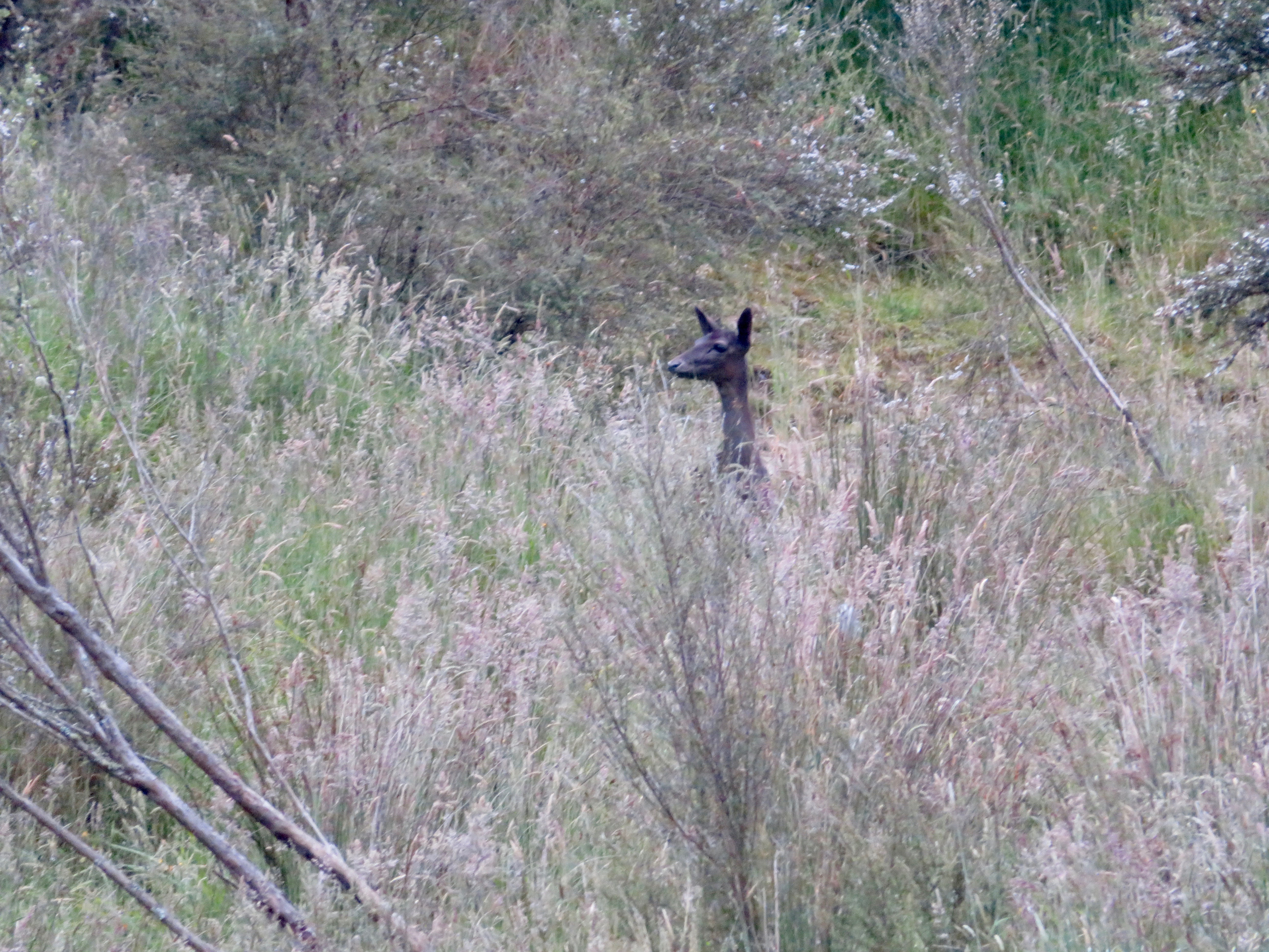 Name:  IMG_2219 2.jpeg
Views: 792
Size:  5.45 MB