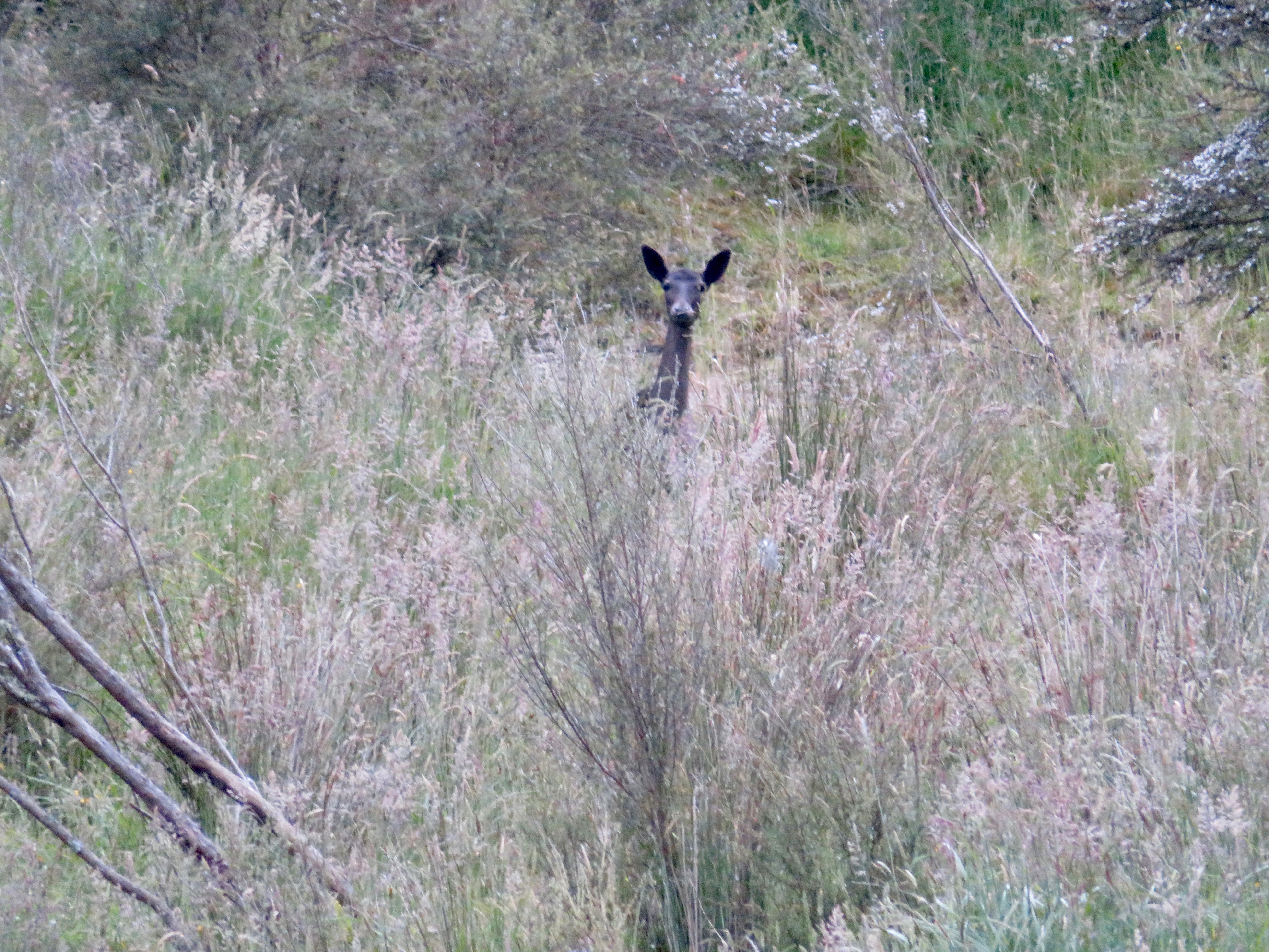 Name:  IMG_2222.jpeg
Views: 642
Size:  5.48 MB