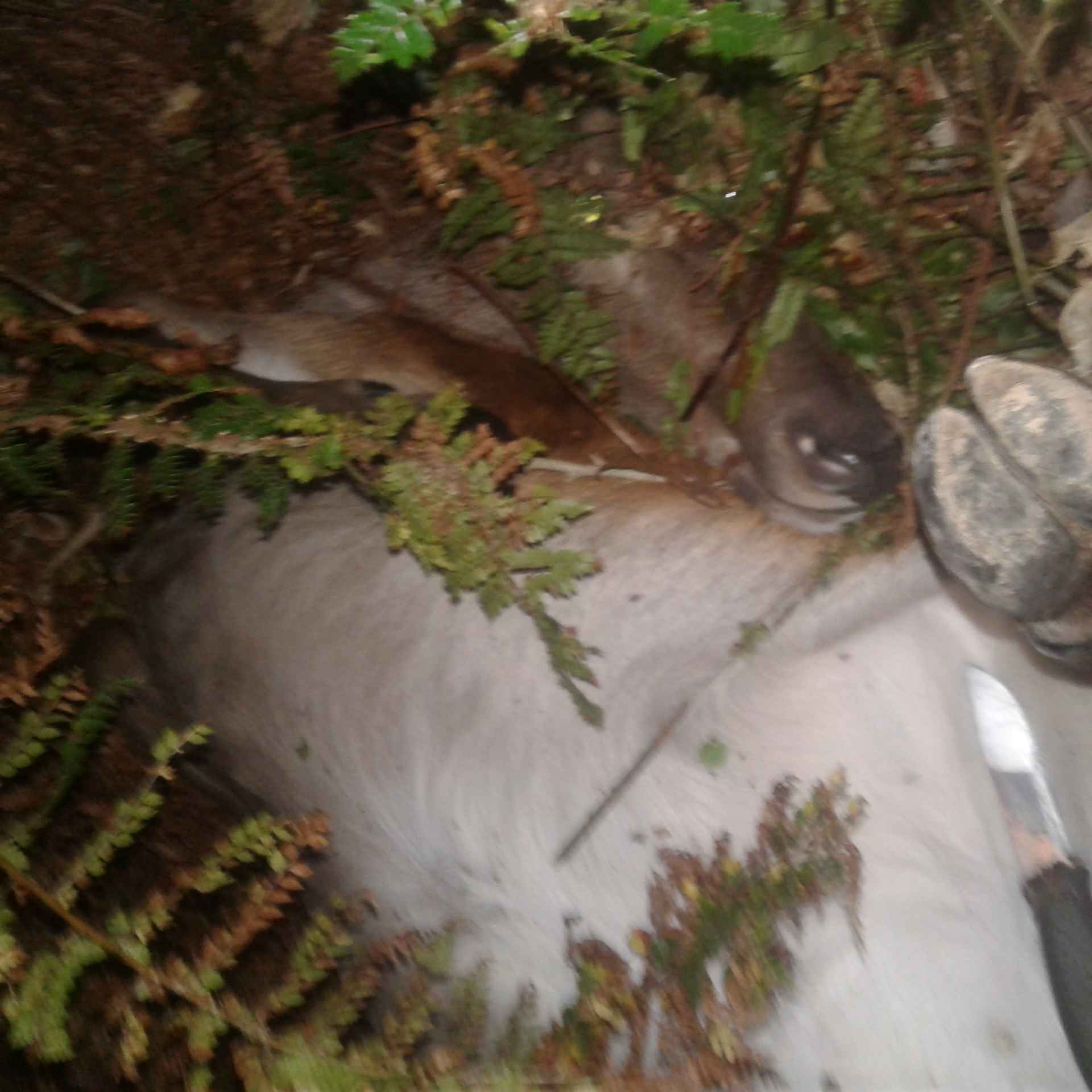 Name:  yearling .jpg
Views: 619
Size:  935.5 KB