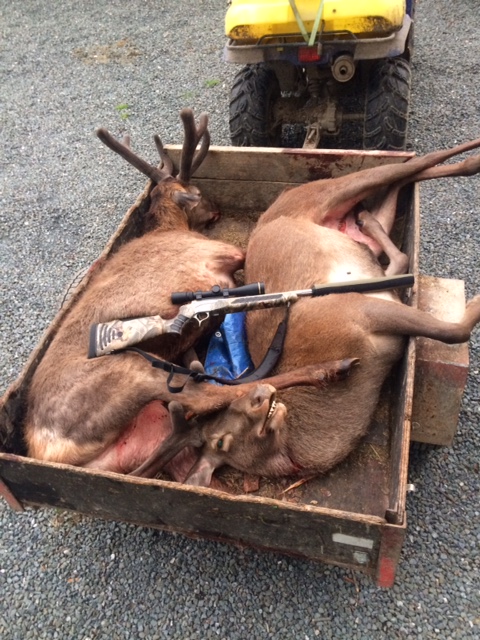 Name:  stags.JPG
Views: 554
Size:  174.6 KB