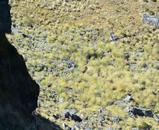 Name:  Malhunting.jpg
Views: 411
Size:  27.2 KB