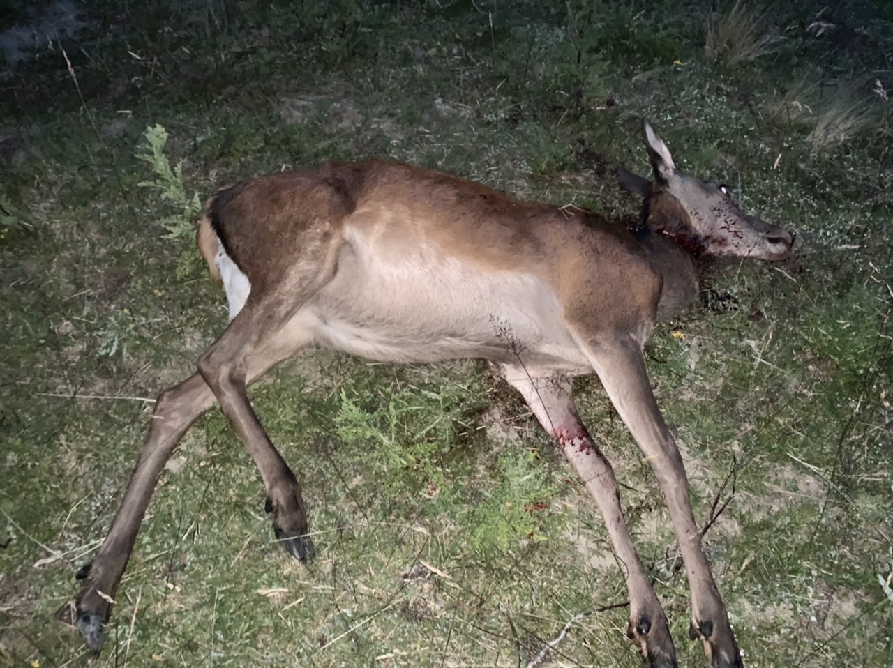 Name:  1950219A-BEEF-445E-BFA2-DBA845F590EA.jpeg
Views: 530
Size:  444.9 KB