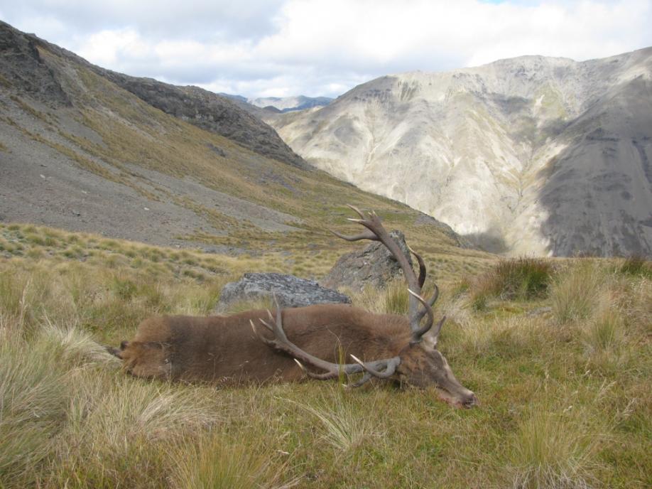 Name:  Kudu 5.jpg
Views: 494
Size:  94.6 KB