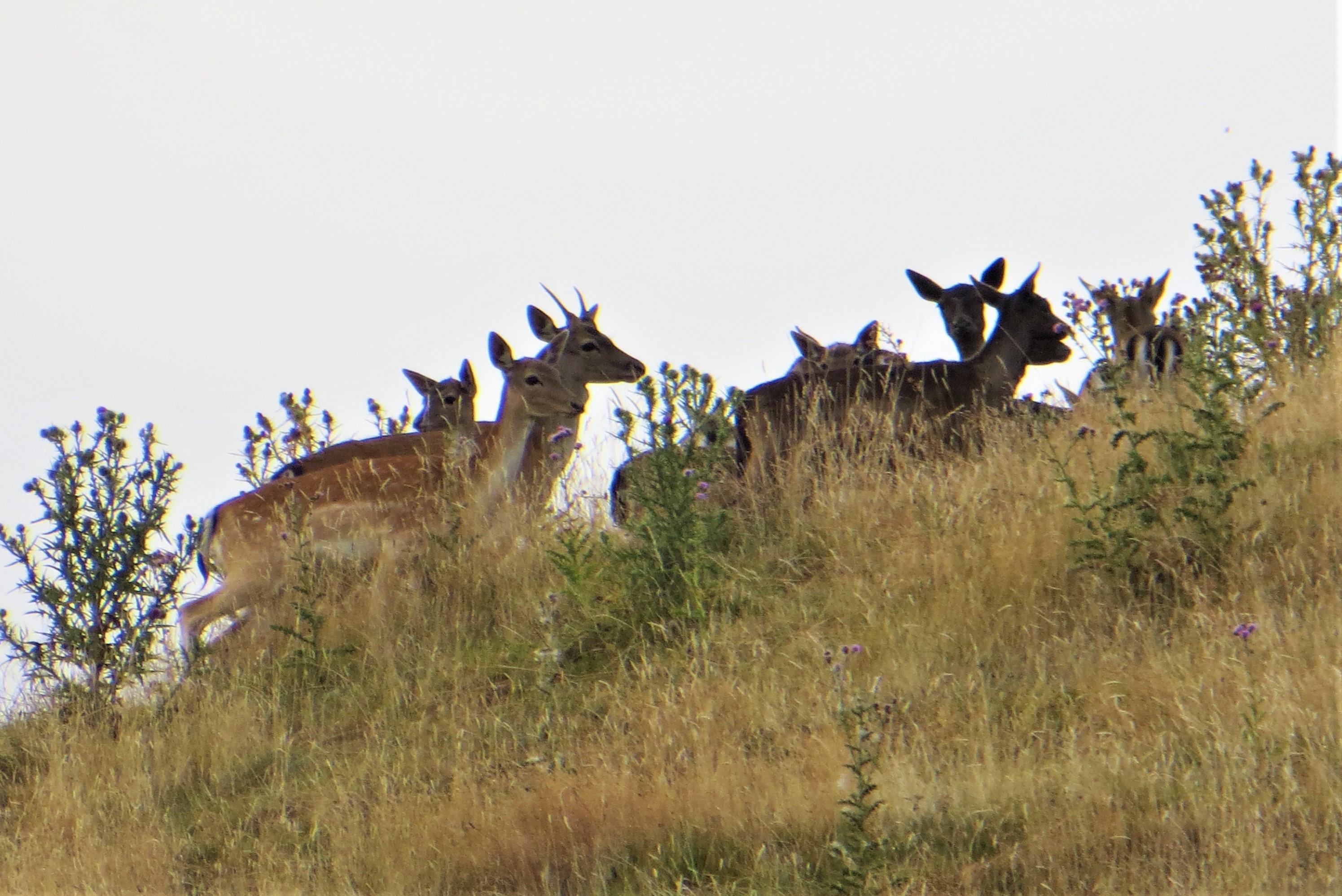 Name:  IMG_6424 (2).JPG
Views: 533
Size:  1,023.0 KB