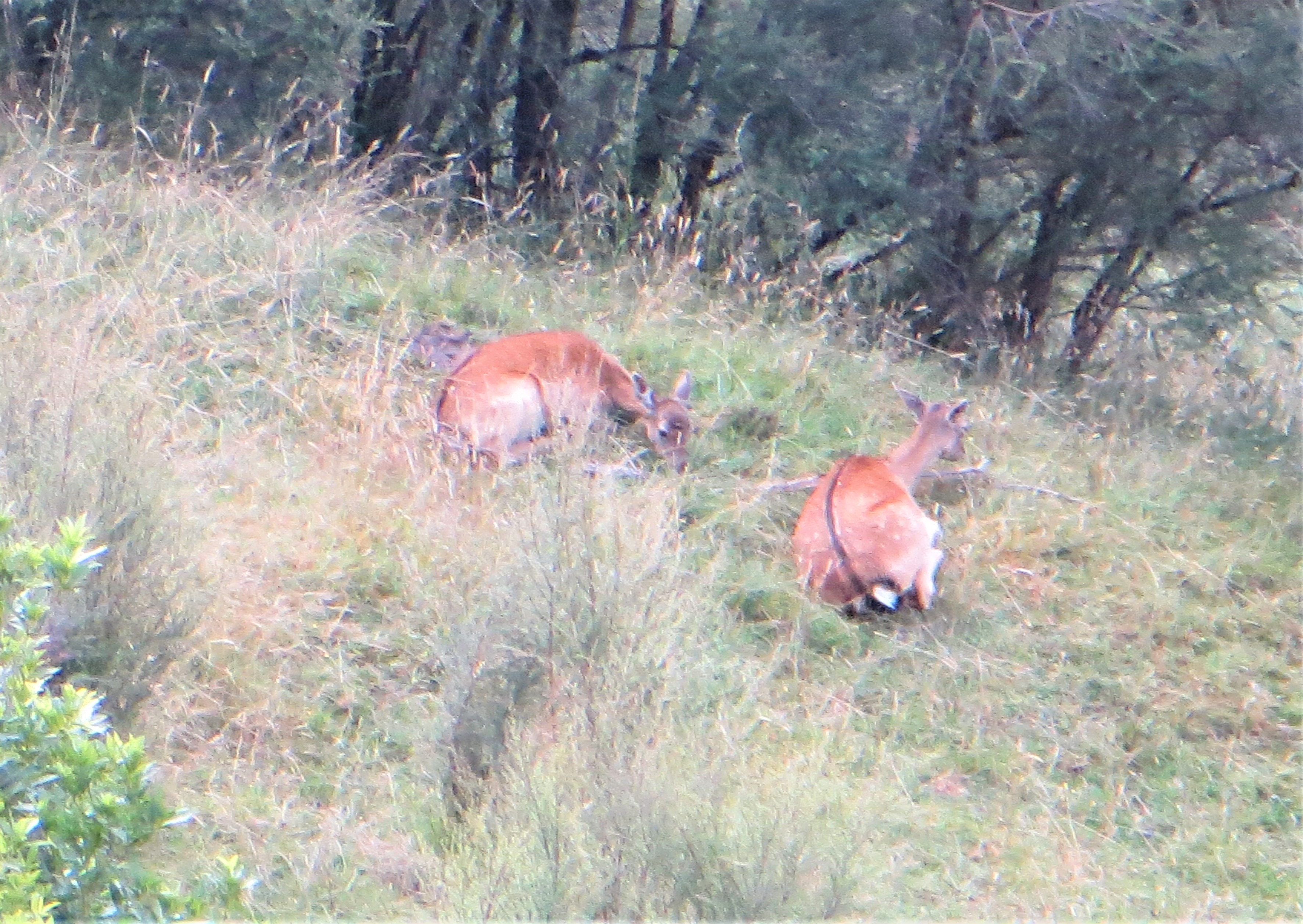 Name:  IMG_6426 (2).JPG
Views: 527
Size:  1.76 MB