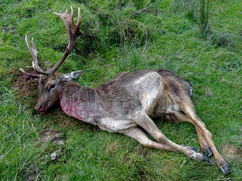 Name:  stag.jpg
Views: 630
Size:  259.6 KB