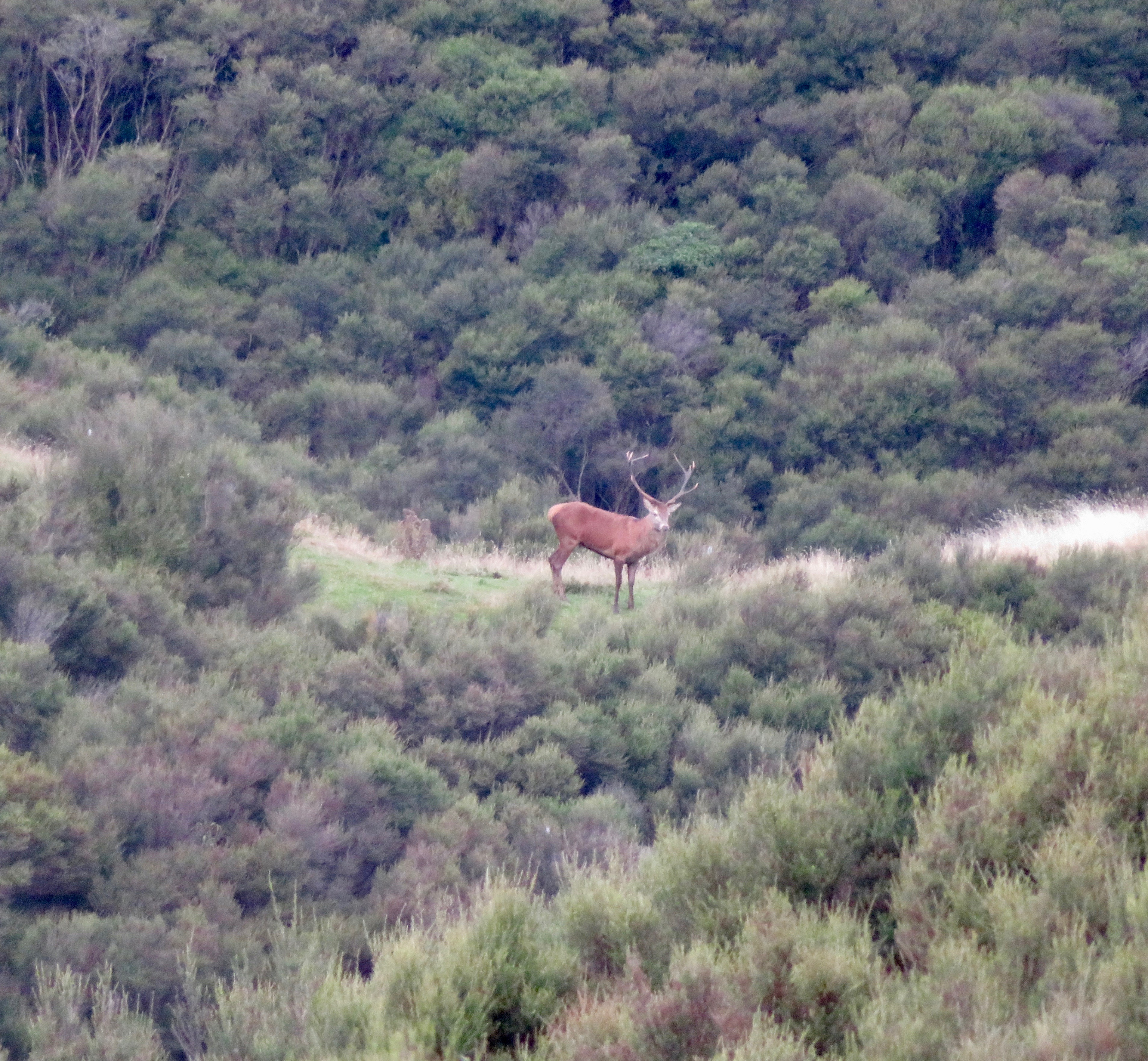Name:  IMG_2335.jpeg
Views: 556
Size:  4.13 MB