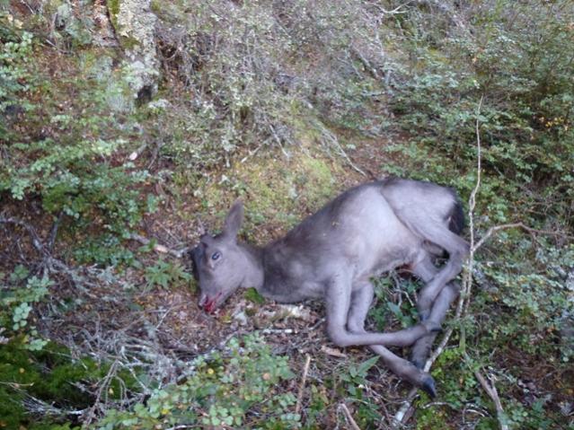 Name:  wild.jpg
Views: 266
Size:  77.5 KB