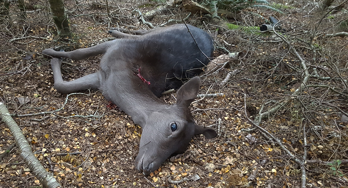 Name:  deer.jpg
Views: 967
Size:  927.0 KB