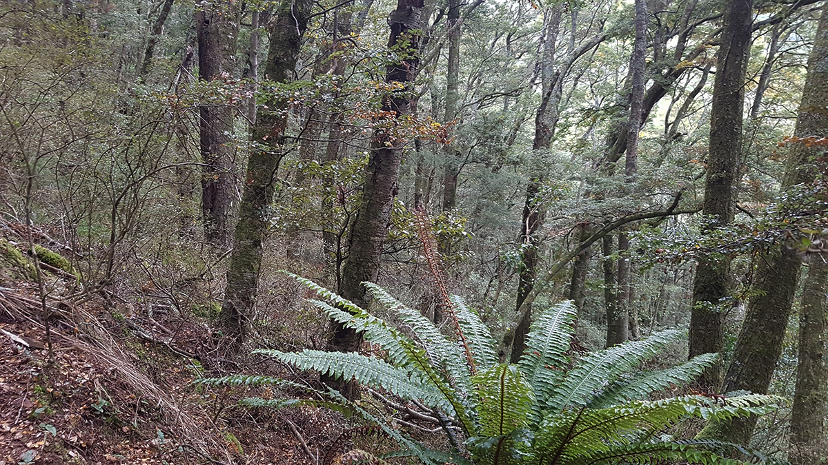 Name:  forest.jpg
Views: 1304
Size:  645.1 KB