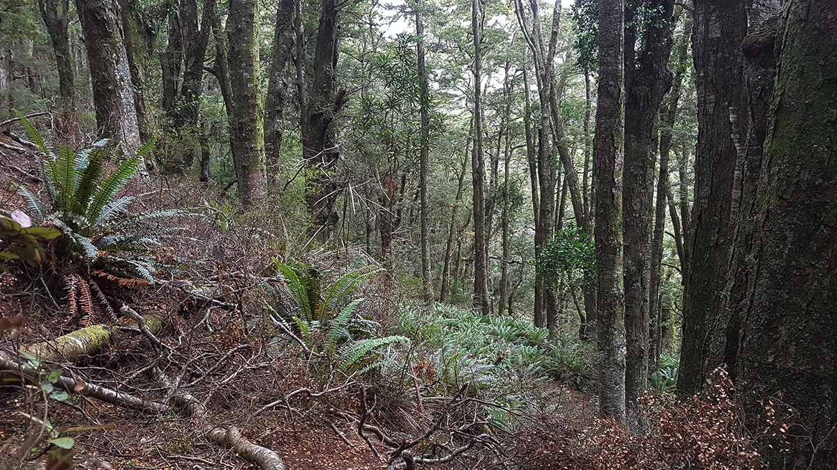Name:  forest2.jpg
Views: 1255
Size:  1.05 MB