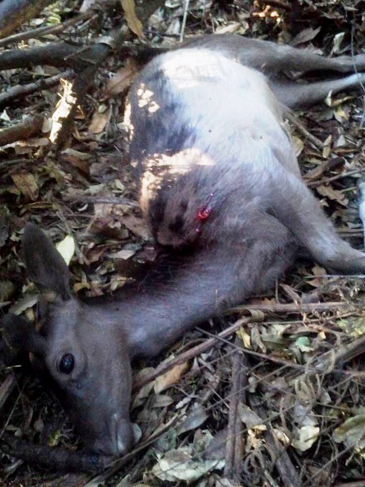 Name:  Fallow.jpg
Views: 397
Size:  105.7 KB