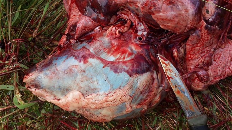Name:  Heartc.jpg
Views: 488
Size:  243.9 KB