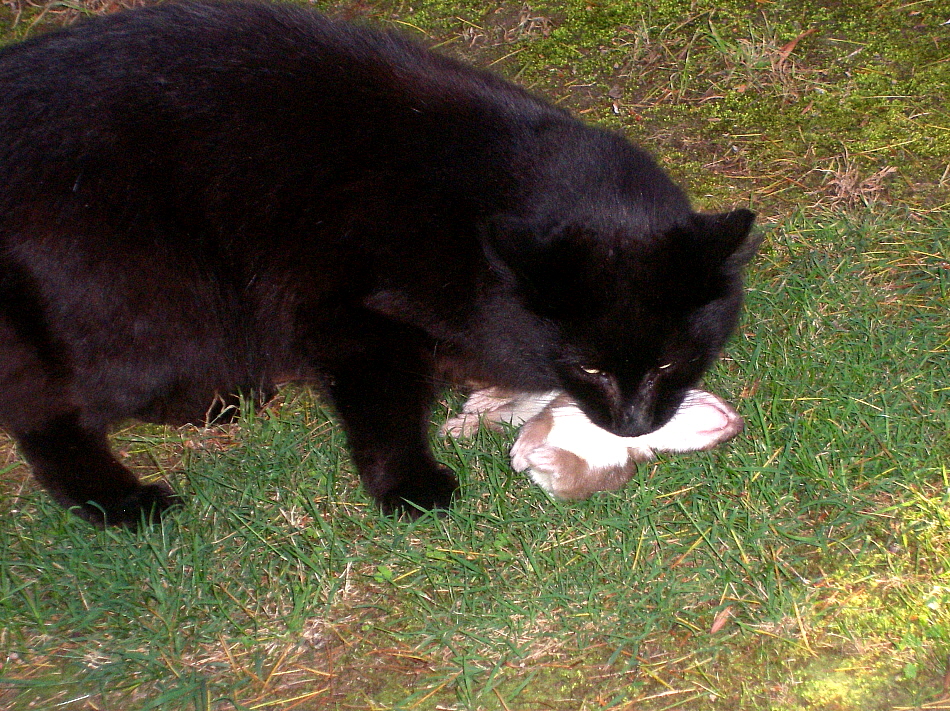 Name:  SPOOKY IN WANGANUI  ! (7).jpg
Views: 363
Size:  656.7 KB