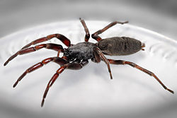 Name:  White_tail.jpg
Views: 295
Size:  8.8 KB
