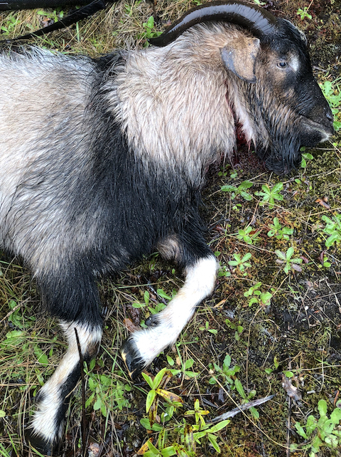 Name:  Billy Goat down 480.jpeg
Views: 526
Size:  655.8 KB