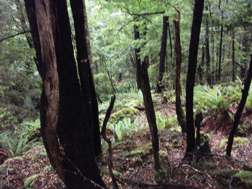 Name:  DSCF2052.JPG
Views: 651
Size:  455.6 KB