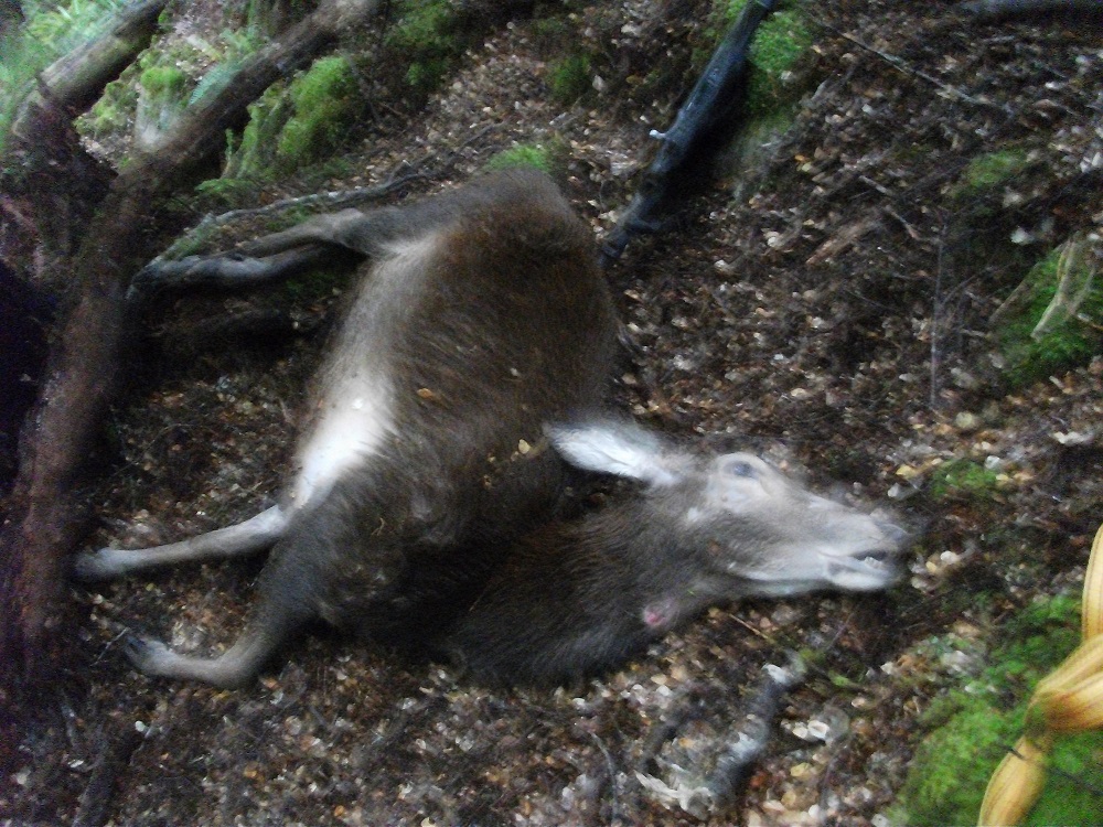 Name:  DSCF2051.JPG
Views: 657
Size:  410.9 KB
