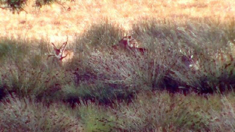 Name:  non typical chital.jpg
Views: 389
Size:  48.7 KB