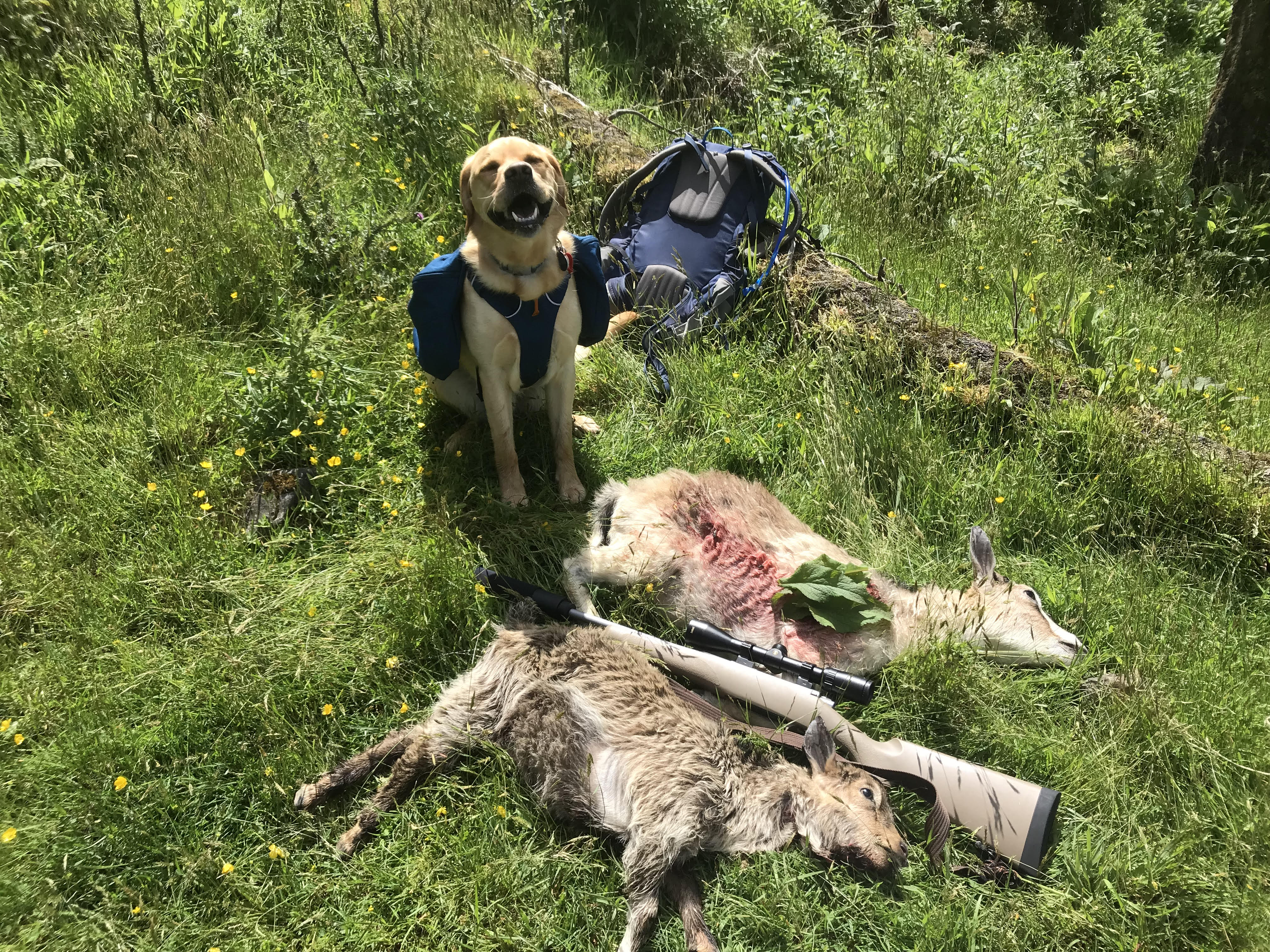 Name:  Rusty goat hunting.jpg
Views: 418
Size:  2.96 MB