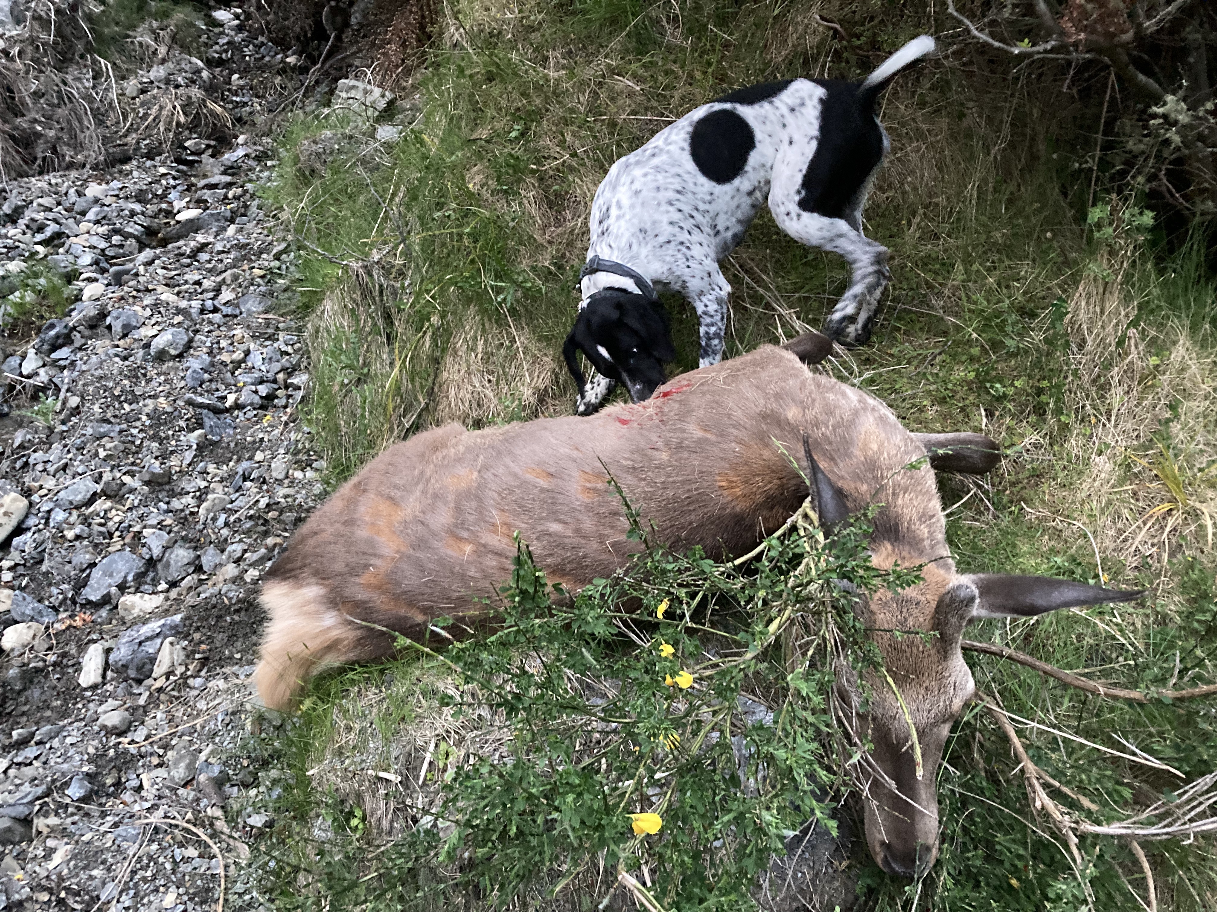 Name:  Deer down.jpg
Views: 697
Size:  6.05 MB