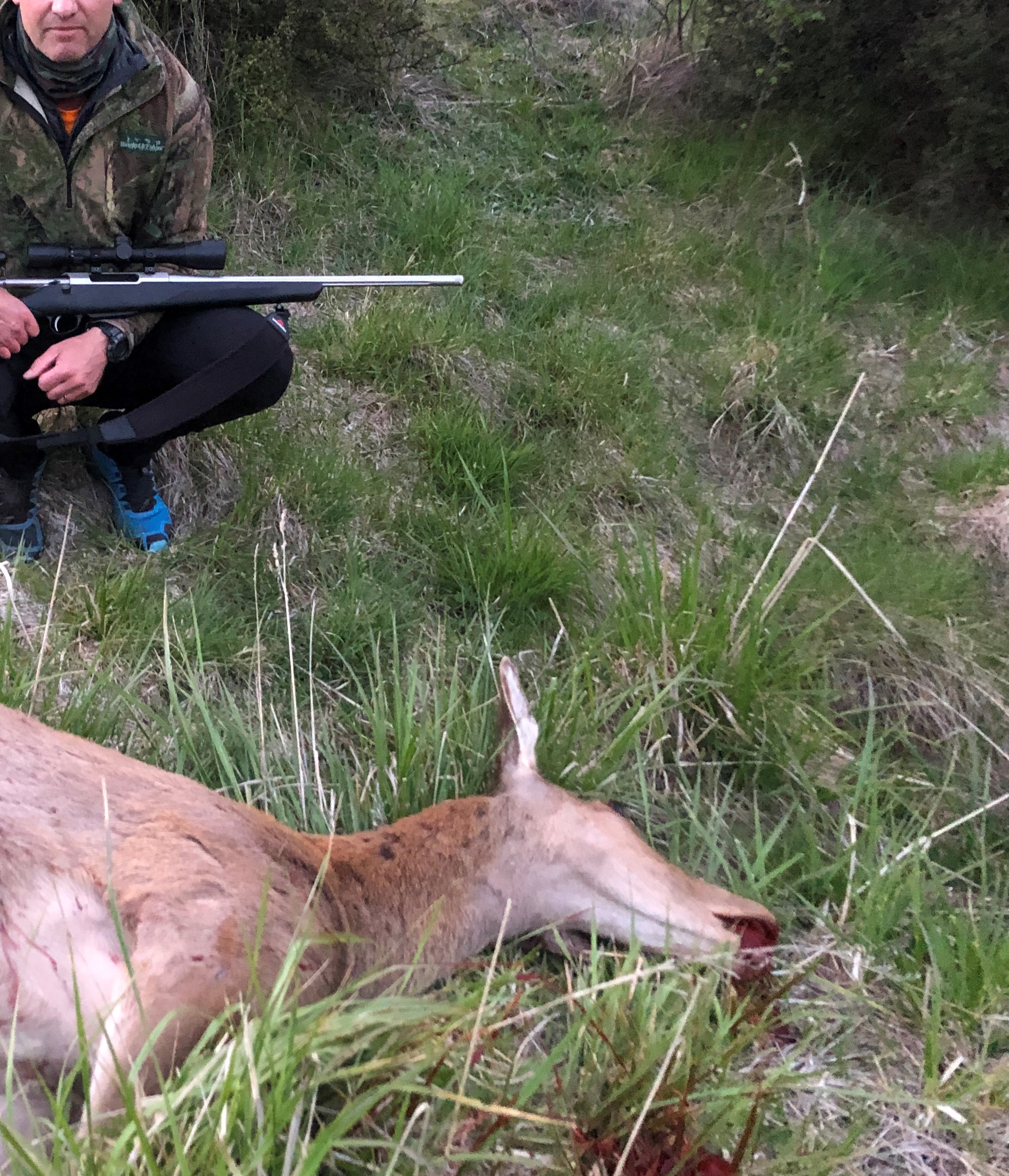 Name:  cropp deer.jpg
Views: 614
Size:  1.42 MB
