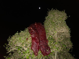 Name:  thumbnail_IMG_2930.jpg
Views: 328
Size:  27.3 KB
