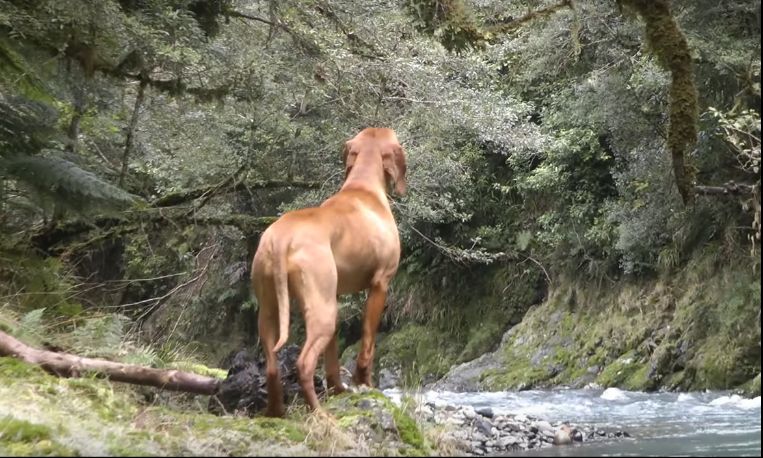 Name:  Bach Hounds Sako doing the old Fee Fy Fo Fum.jpg
Views: 560
Size:  95.8 KB