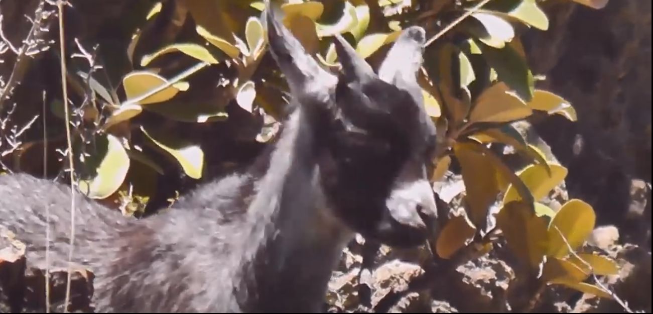Name:  Bach Snak Pak Goat.jpg
Views: 815
Size:  96.2 KB