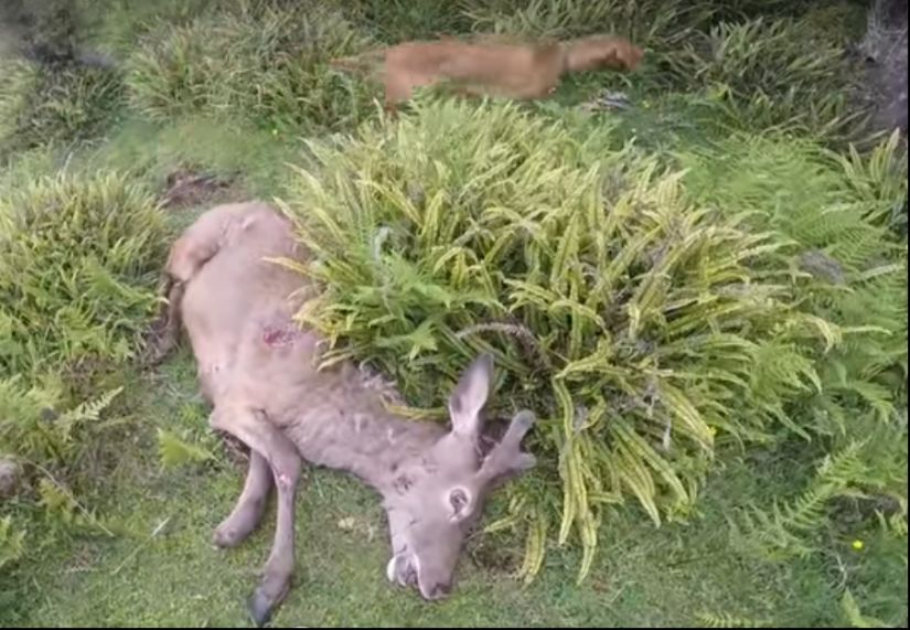 Name:  Hounds Sako Double Point Sml.jpg
Views: 433
Size:  95.0 KB