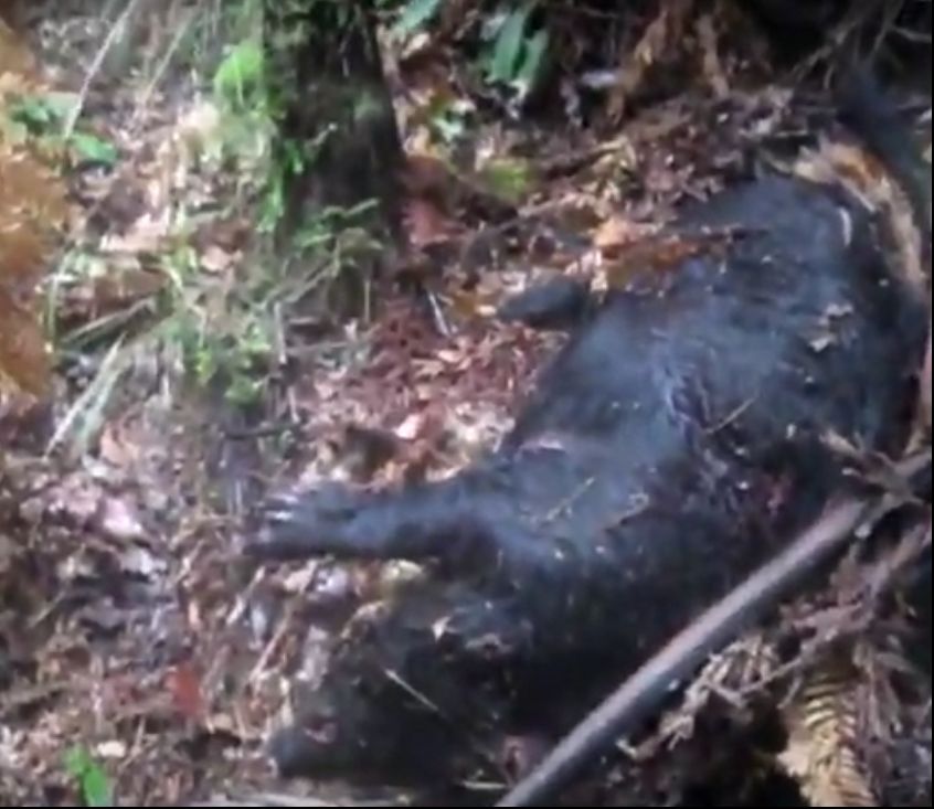 Name:  Hounds Sako Double Point Hog Sml.jpg
Views: 405
Size:  77.8 KB